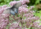 Butterfly and bee